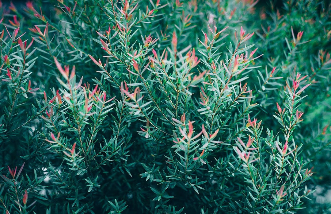 Vibrant Green and Pink Botanical Nature Mural Wallpaper for Home Décor