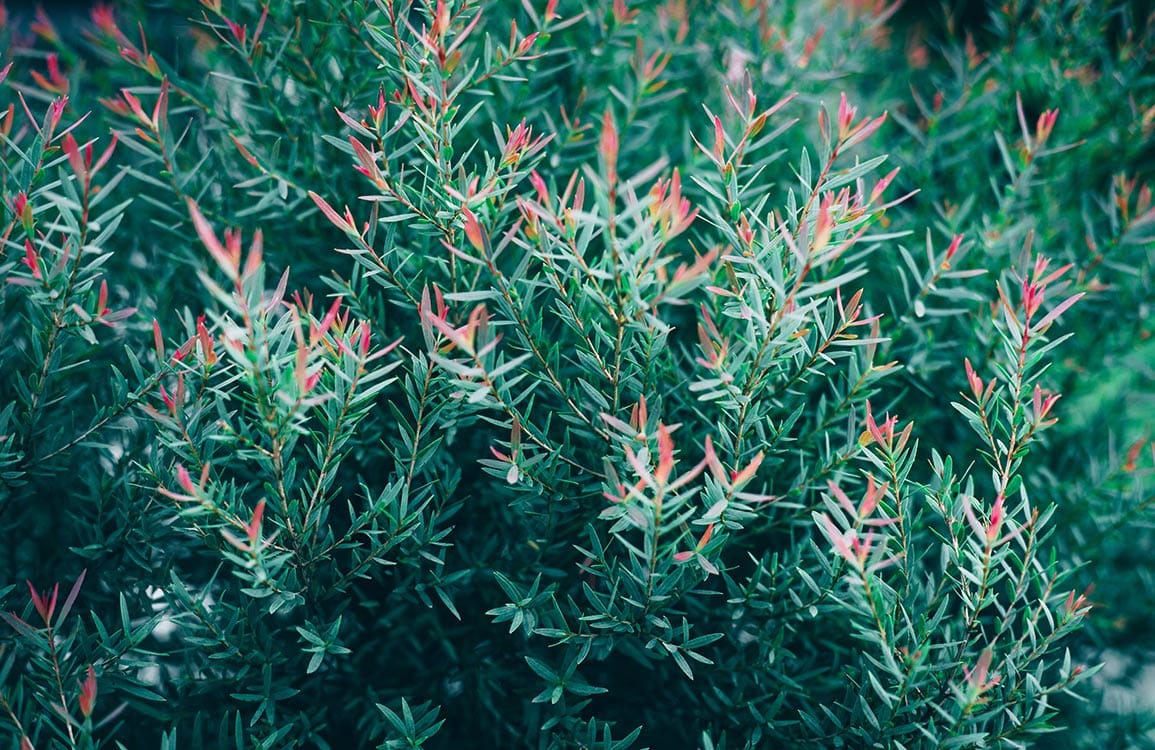 Vibrant Green and Pink Botanical Nature Mural Wallpaper for Home Décor