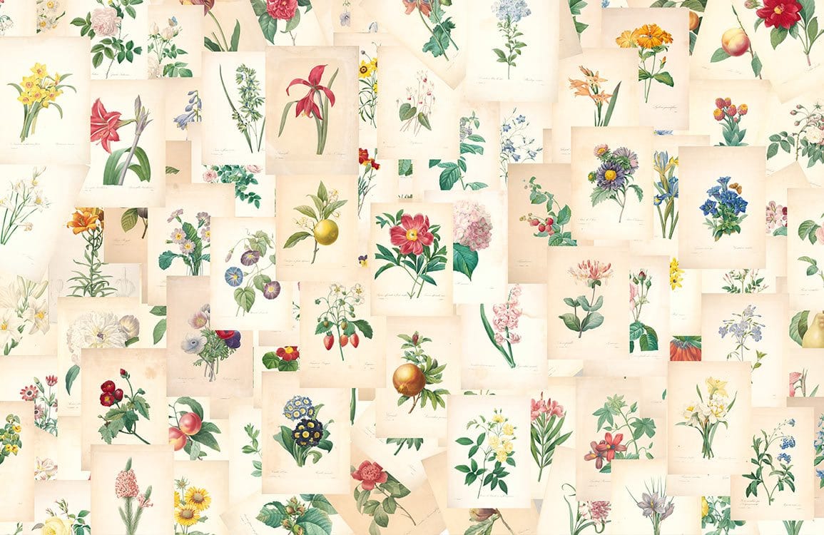 Vintage Botanical Floral Art Print Mural Wallpaper in Pastel Colours