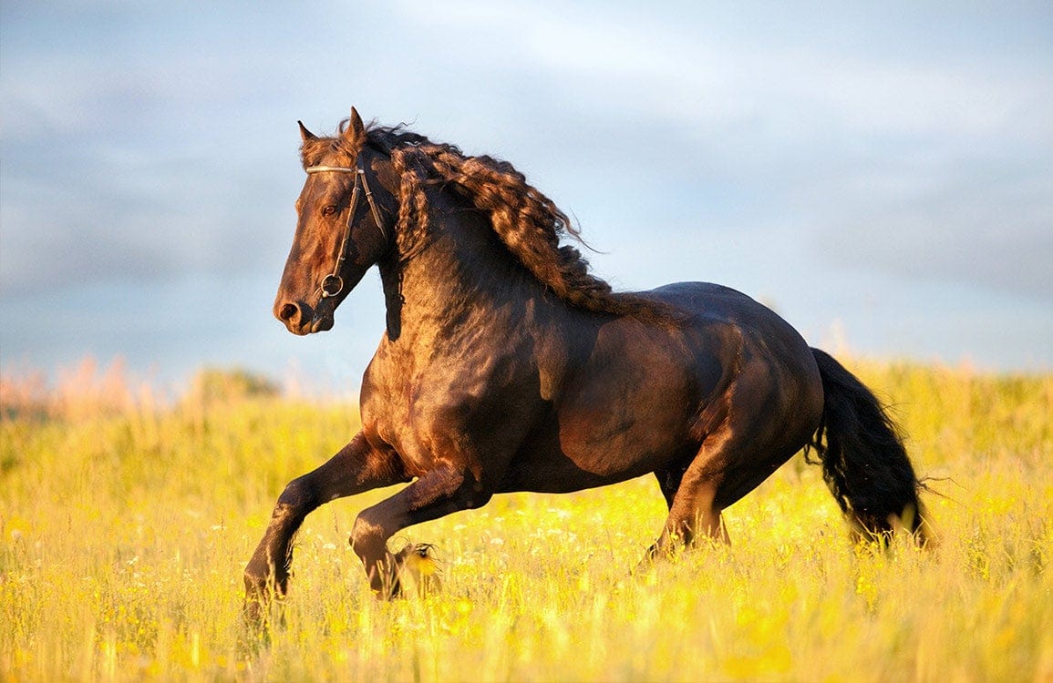 Majestic Dark Stallion Galloping Through Golden Meadow Mural Wallpaper