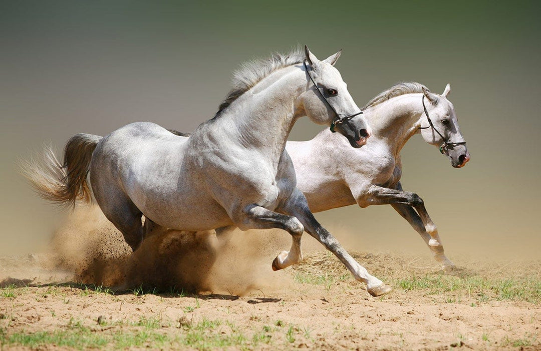Galloping Grey Horses Scenic Landscape Mural Wallpaper for Living Spaces
