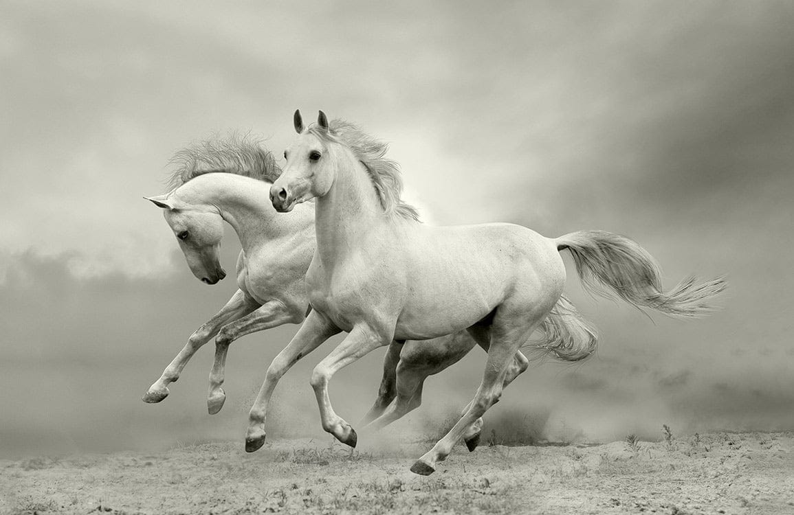 Majestic White Horses Running Nature Mural Wallpaper - Elegant Grey Tones