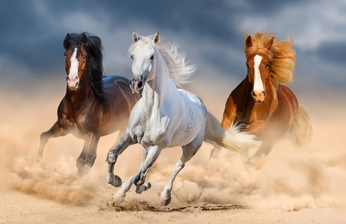 Galloping Horses Adventure Mural Wallpaper in Dynamic Natural Colours