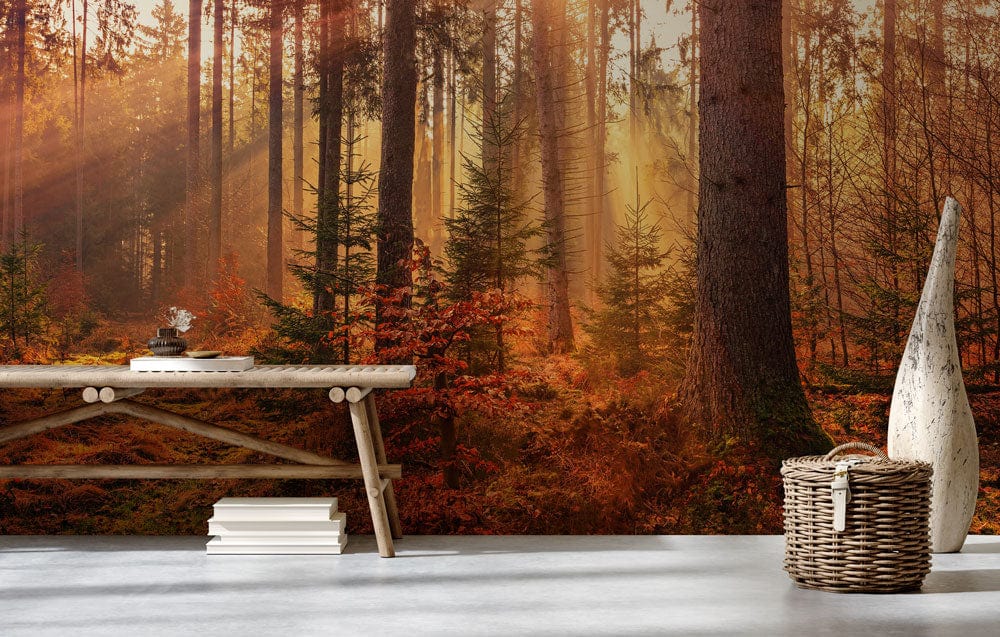 Sunlit Autumn Forest mural wallpaper, rustic wooden bench, and wicker basket in a cosy living space.