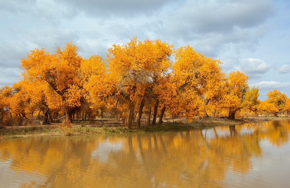 Autumn Gold Forest Mural Wallpaper: Nature-Inspired Tranquil Landscape Design