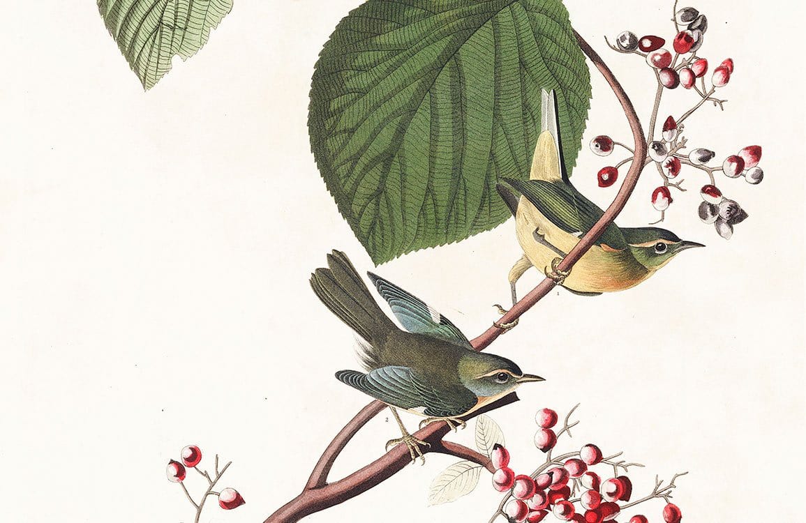 Vintage Botanical Birds Wallpaper with Green Leaves and Red Berries Design
