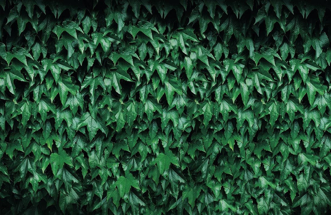 Vibrant Green Leafy Ivy Wall Mural Wallpaper - Nature Inspired Decor