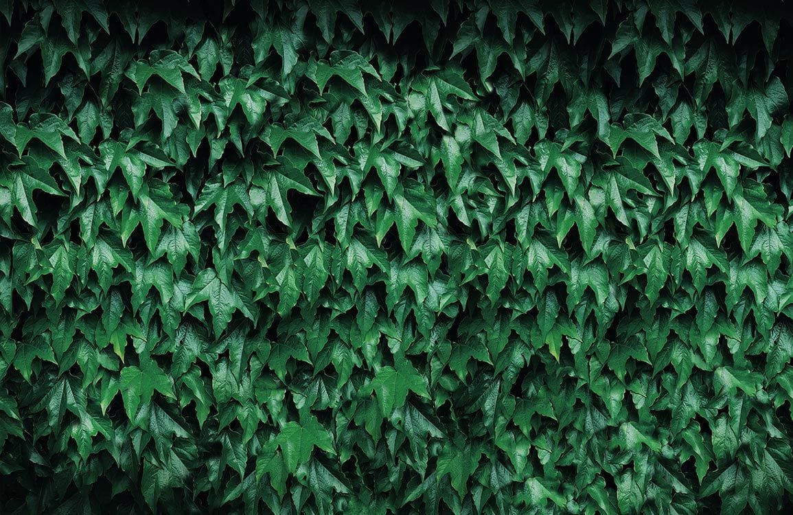 Vibrant Green Leafy Ivy Wall Mural Wallpaper - Nature Inspired Decor
