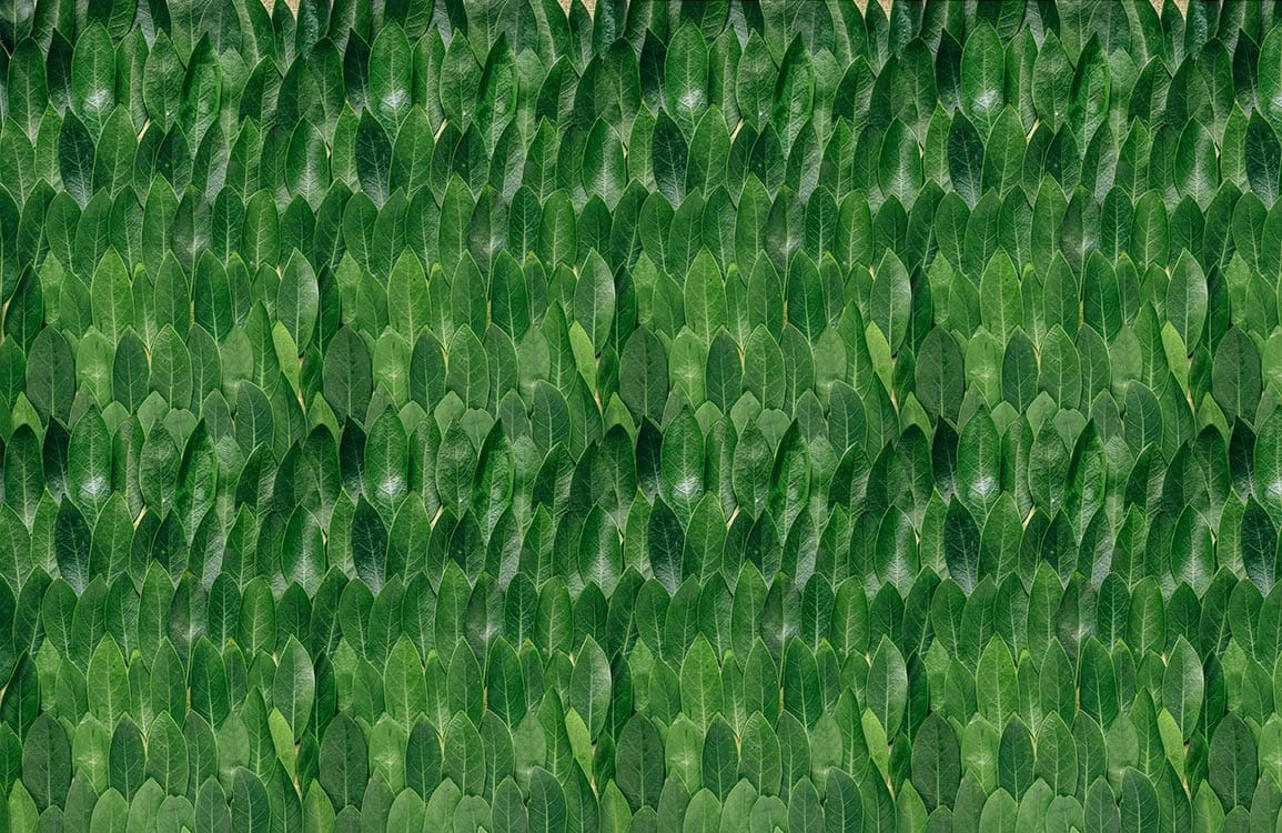 Fresh Leaves Wallpaper Mural