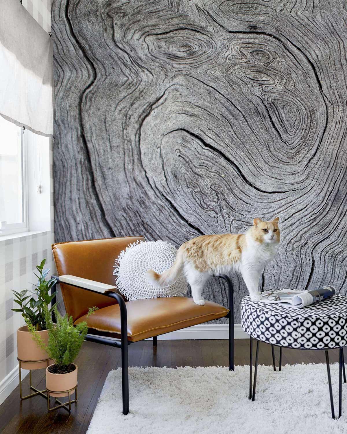 Natural grey wood grain texture wallpaper, brown armchair, tan cat, dark hardwood flooring, rustic decor.