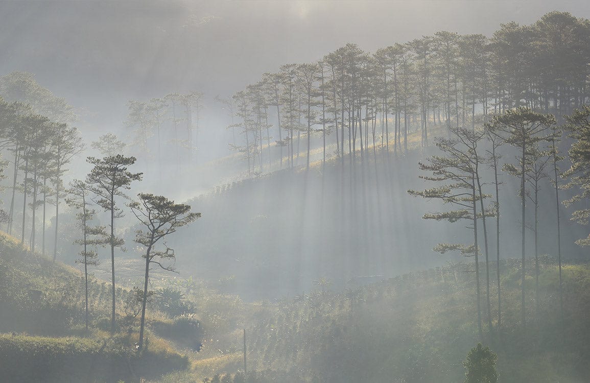 Misty Forest Landscape Mural Wallpaper with Sunlit Pines in Soft Greens