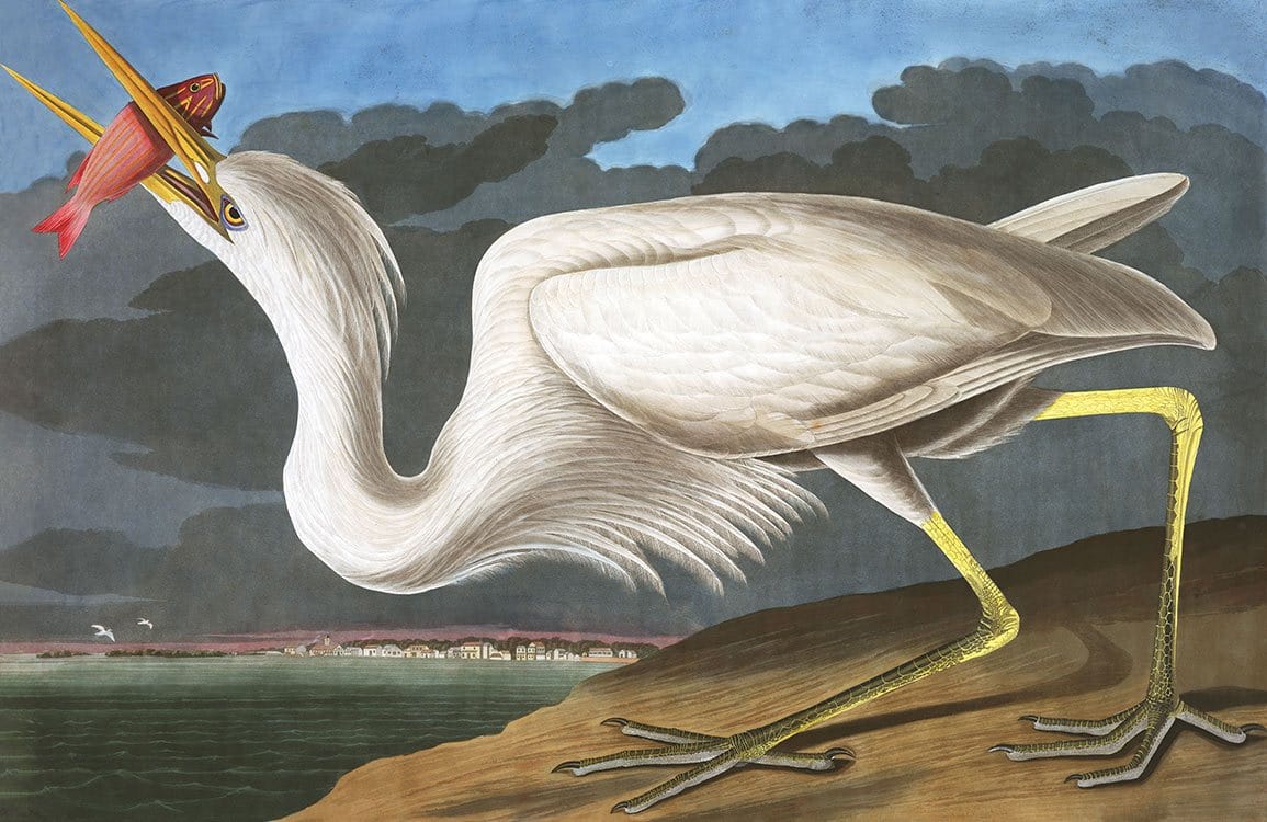Elegant Heron Vintage Mural Wallpaper with Bold Colours and Artistic Flair