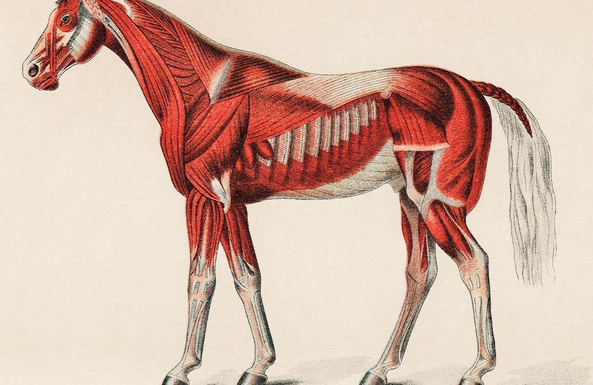 Vintage Equine Anatomy Illustration Mural Wallpaper - Antique Red and Beige Design