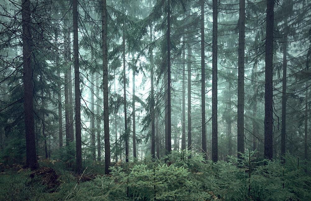 Enchanted Forest Mural Wallpaper: Misty Green Woodland Escape for Interiors