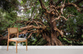 Centennial Tree Wallpaper Mural