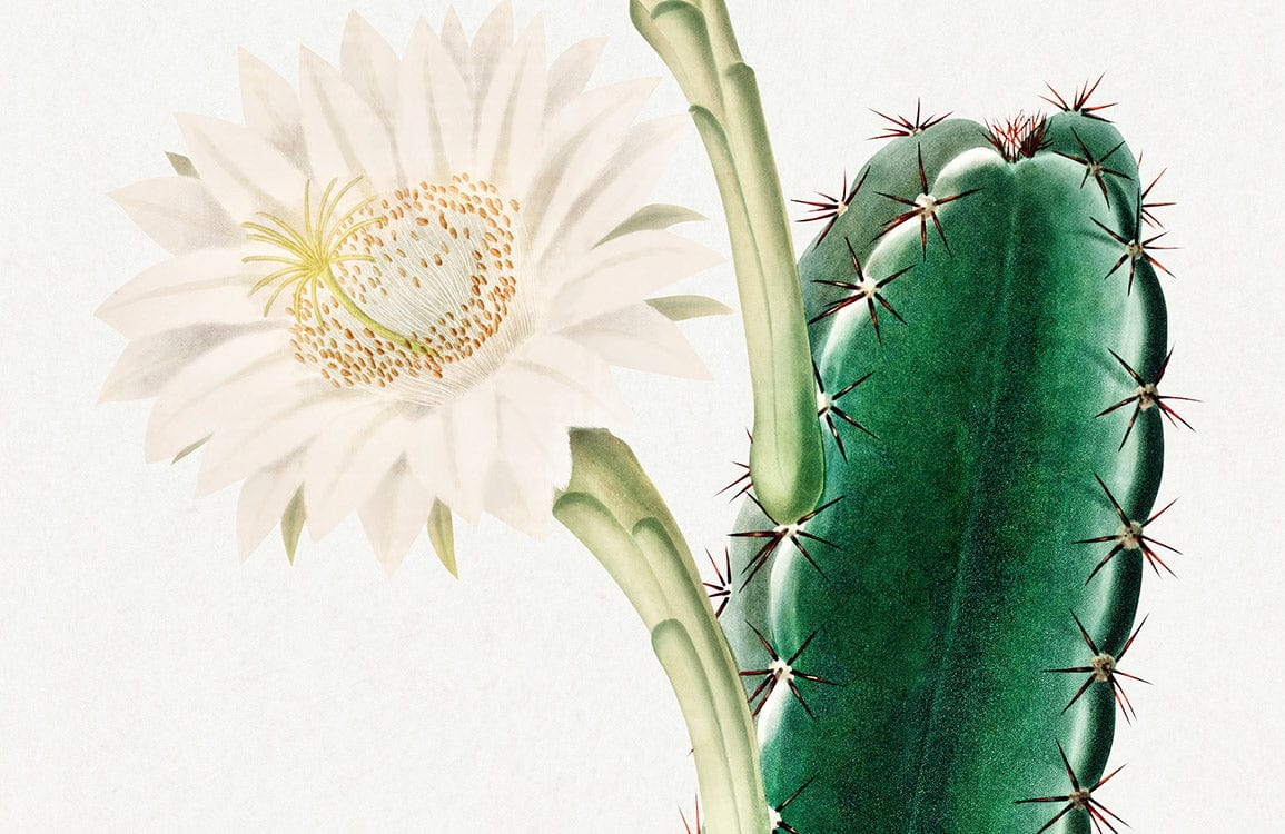Vintage Botanical Cactus and White Flower Mural Wallpaper in Green