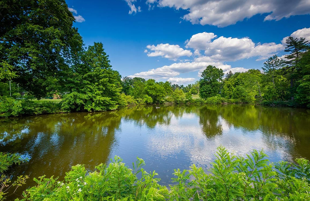 Tranquil Lakeside Escape Scenic Mural Wallpaper in Lush Green and Blue