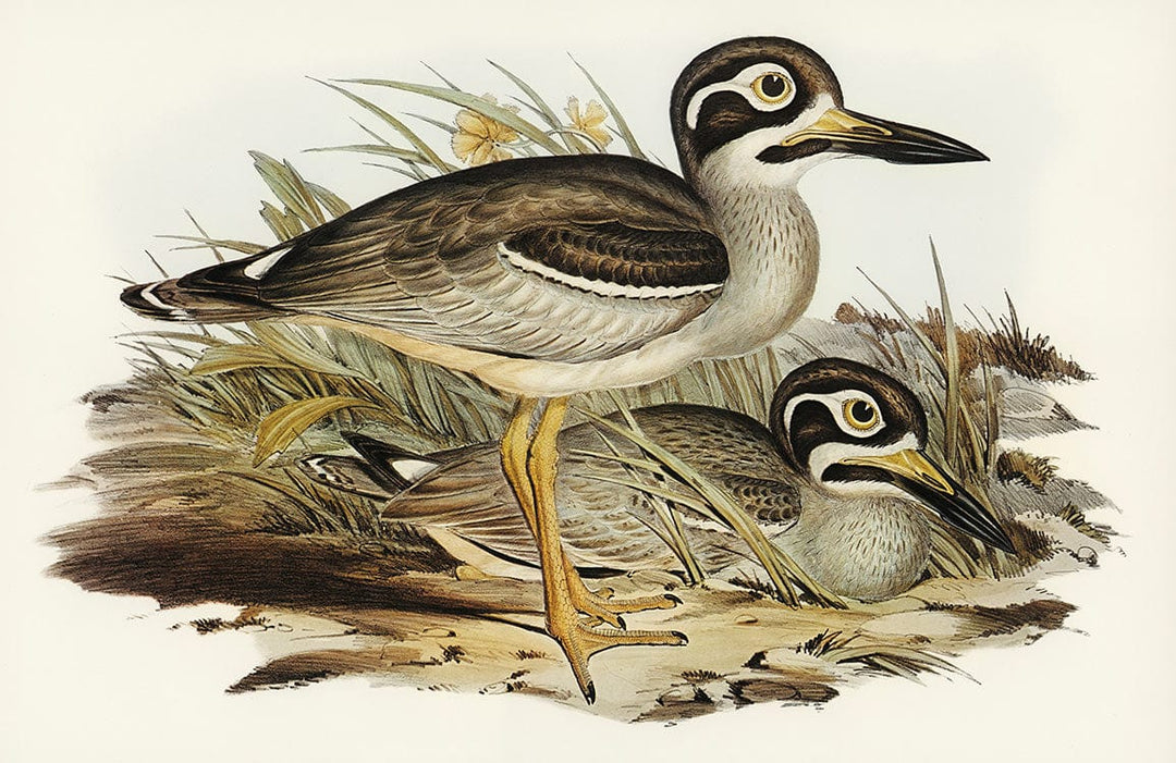 Vintage Wildlife Bird Illustration Mural Wallpaper in Natural Earth Tones