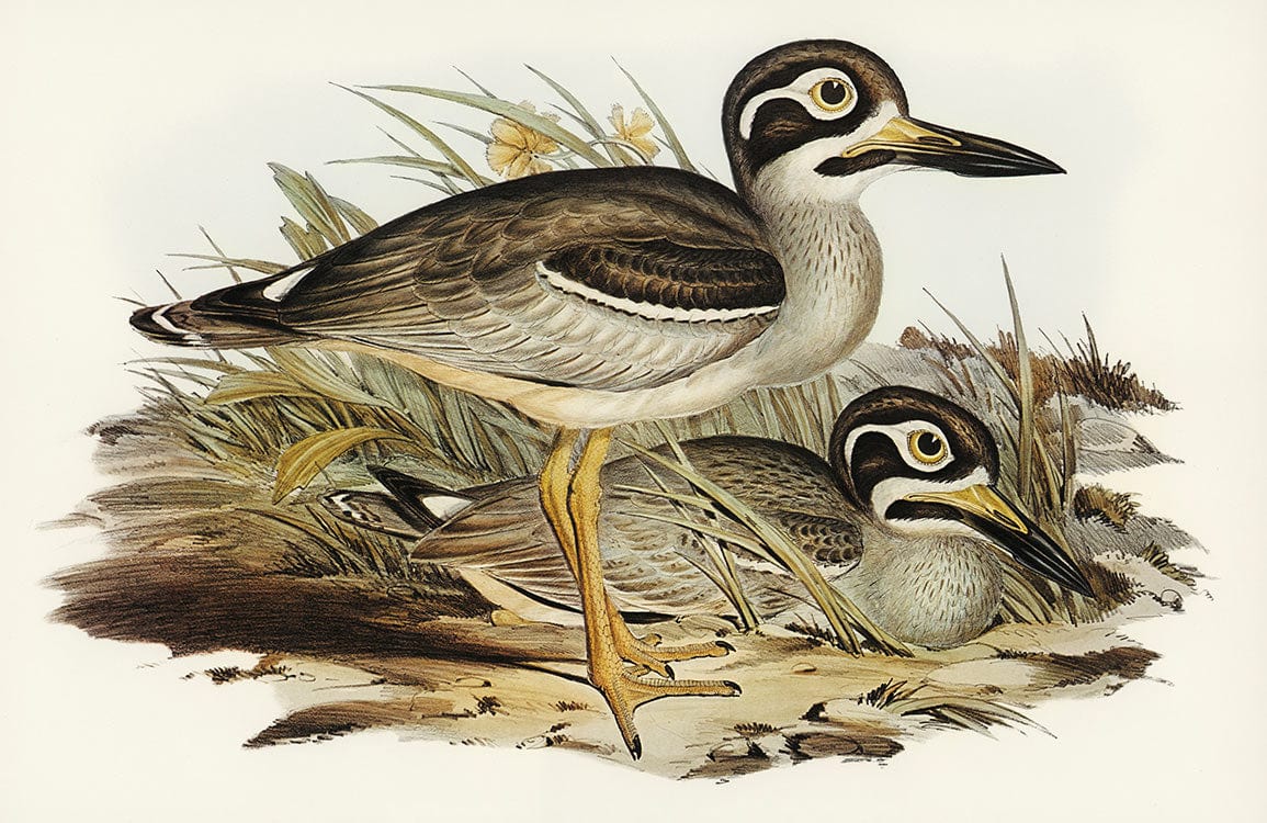 Vintage Wildlife Bird Illustration Mural Wallpaper in Natural Earth Tones