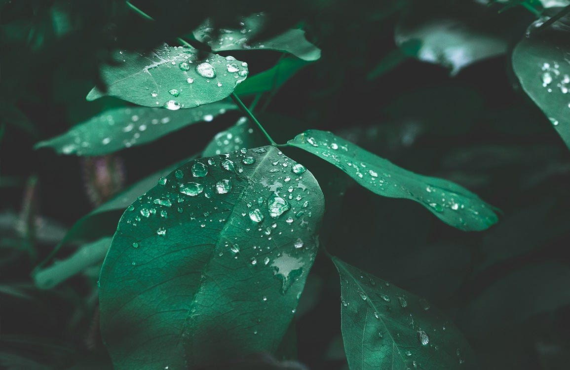 Emerald Green Botanical Leaves Nature-Inspired Mural Wallpaper with Dew Drops