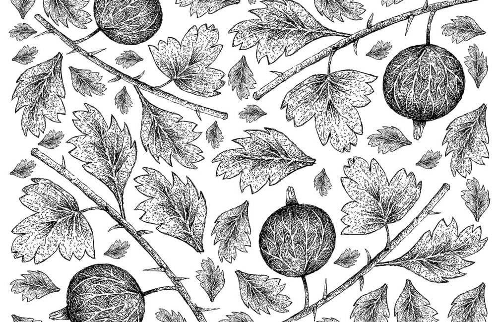 Black and White Botanical Fruits and Leaves Mural Wallpaper Design