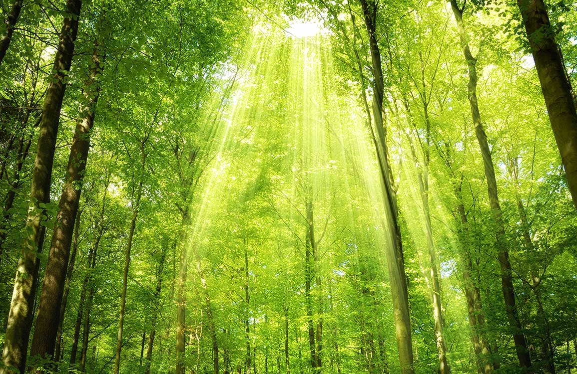 Lush Green Forest Sunlight Mural Wallpaper for Tranquil Nature Escape