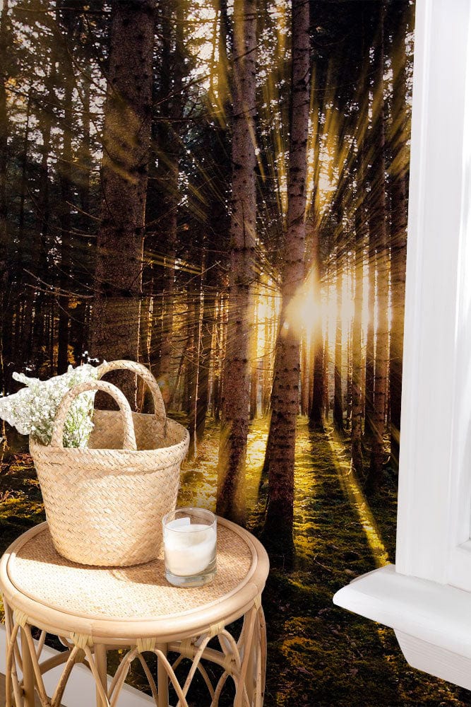 Golden Forest Sunrise Mural Wallpaper in living room with wicker side table, white window frame.