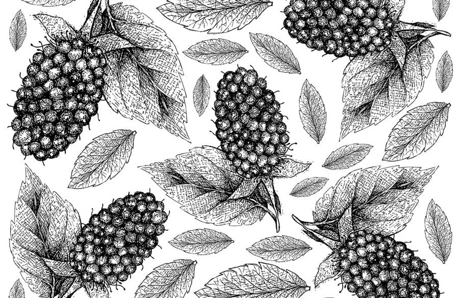 Linedrawn Mulberry Wallpaper Mural