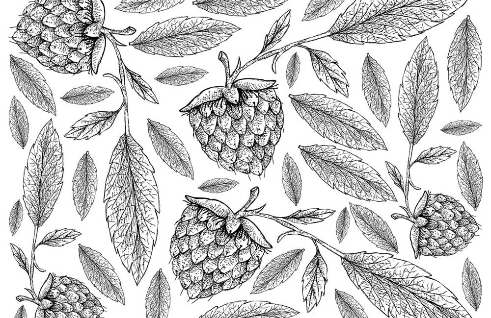 Monochrome Botanical Berry Sketch Pattern Wallpaper for Elegant Interiors
