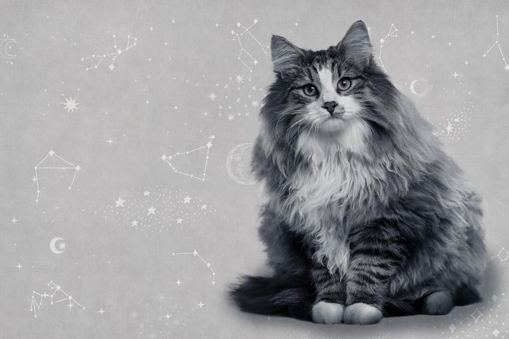 Celestial Cat Grey Wallpaper - Cosmic Feline Design for Elegant Interiors