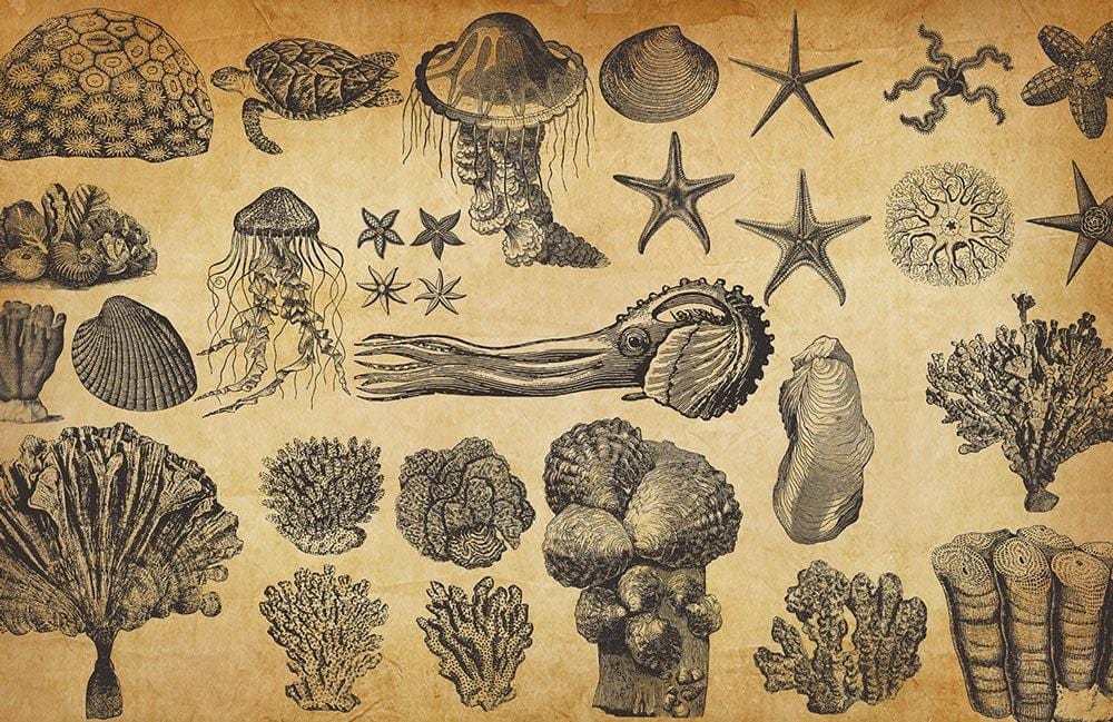 Vintage Sepia Marine Life Illustrations Mural Wallpaper - Nautical Decor Elegance