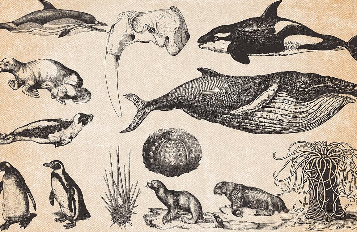 Vintage Marine Life Illustration Mural Wallpaper in Sepia Tones - Aquatic Elegance Decor
