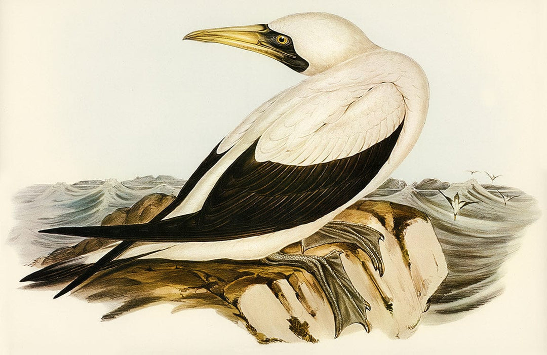 Classic Seaside Gannet Illustration Wallpaper - Vintage Coastal Bird Design Mural.