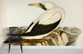 Masked Gannet Wallpaper Mural