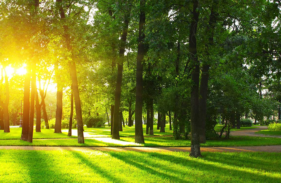 Sunlit Forest Path Mural Wallpaper - Green Scenic Nature Serenity Decor