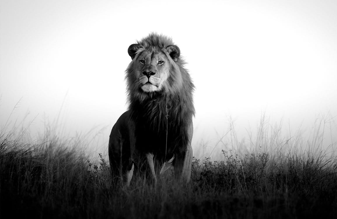 Monochrome Majestic Lion Safari Landscape Mural Wallpaper in Black and White