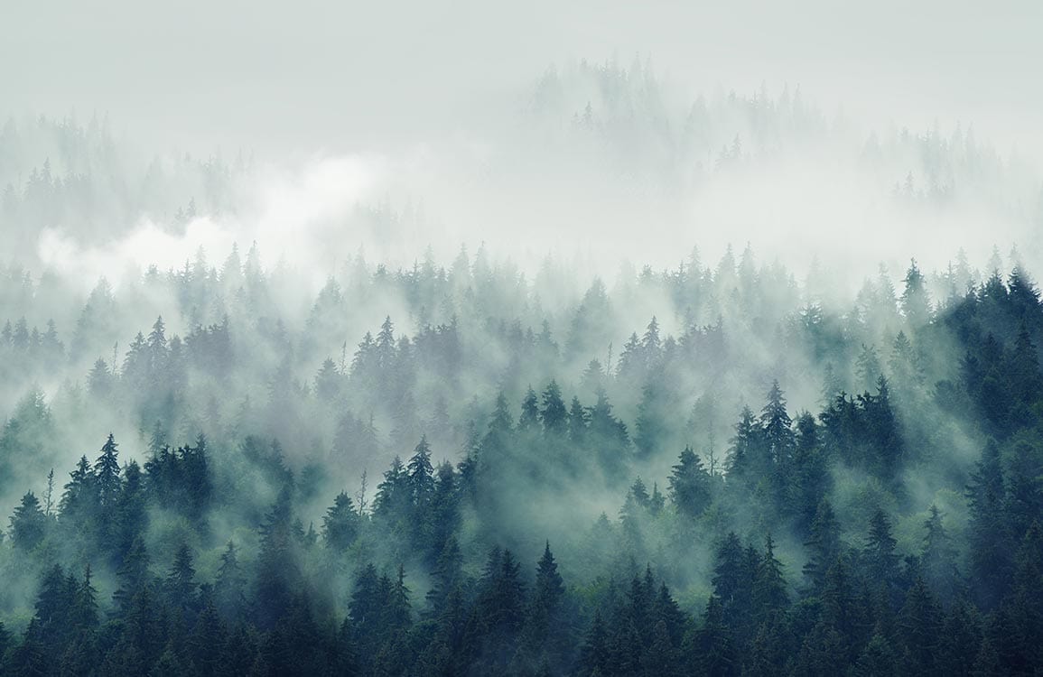 Misty Forest Green Scenic Mural Wallpaper for Tranquil Living Spaces