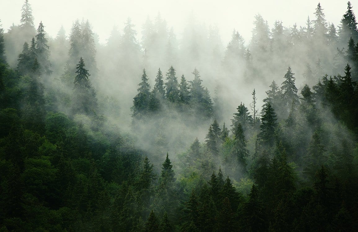 Mystical Misty Forest Landscape Mural Wallpaper in Green and Grey Hues