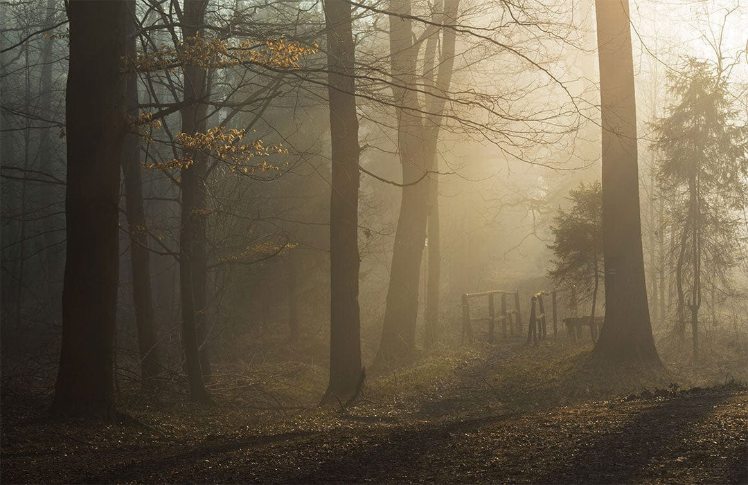Mystical Woodland Morning Forest Fog Scenic Mural Wallpaper Décor