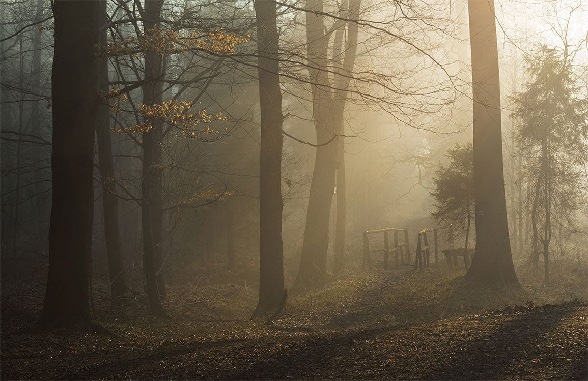 Mystical Woodland Morning Forest Fog Scenic Mural Wallpaper Décor
