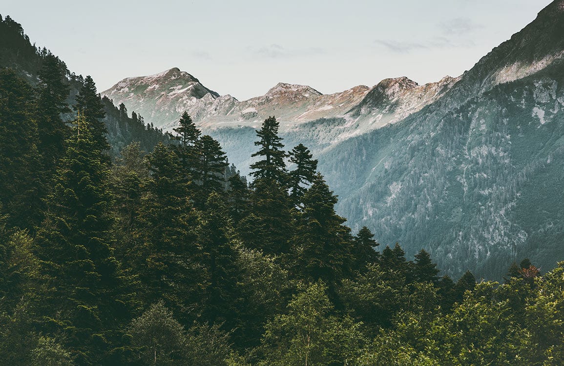 Serene Mountain Forest Mural Wallpaper: Lush Green Scenic Landscape Bliss