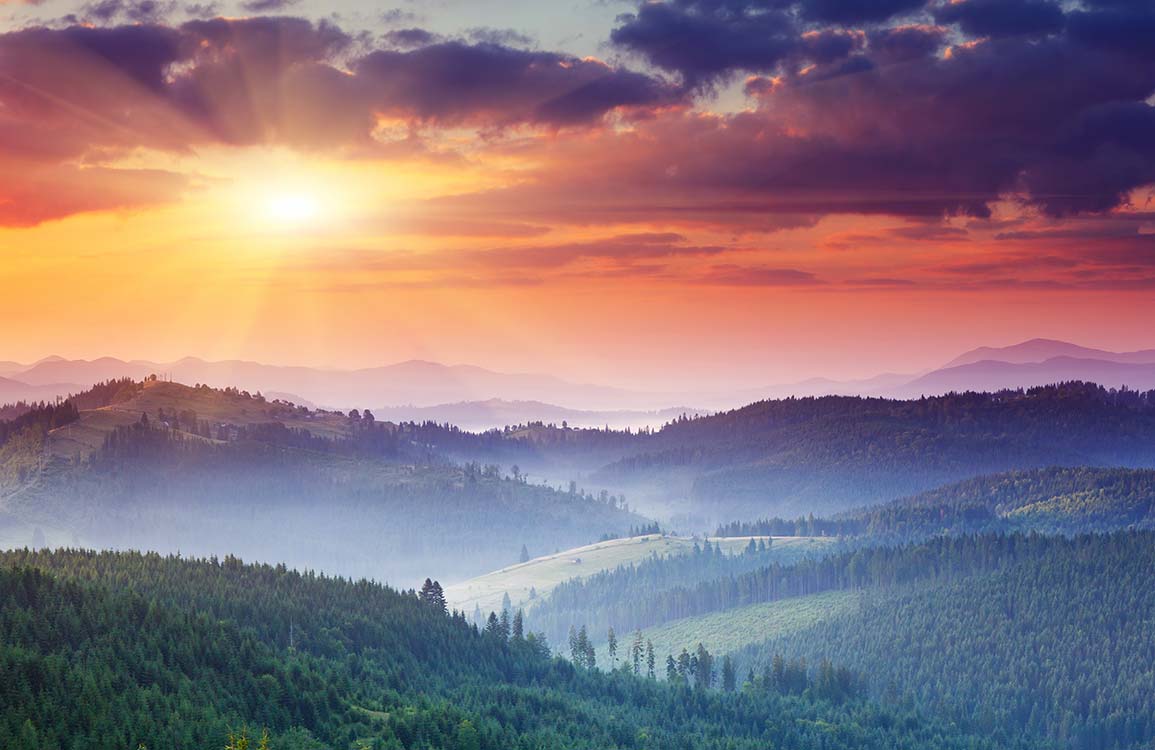 Serene Sunlit Forest Landscape Mural Wallpaper - Tranquil Sunrise Horizon Bliss
