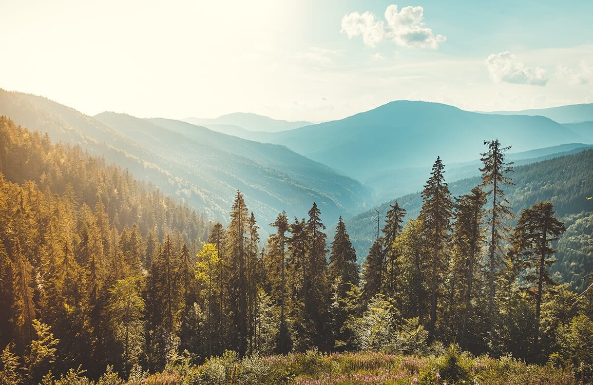 Tranquil Mountain Sunset Forest Scenic Mural Wallpaper in Earthy Tones
