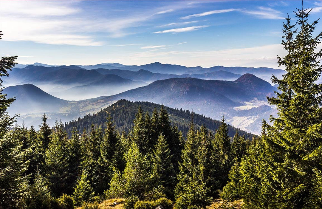 Serene Mountain View Mural Wallpaper: Vibrant Scenic Forest Landscape Design