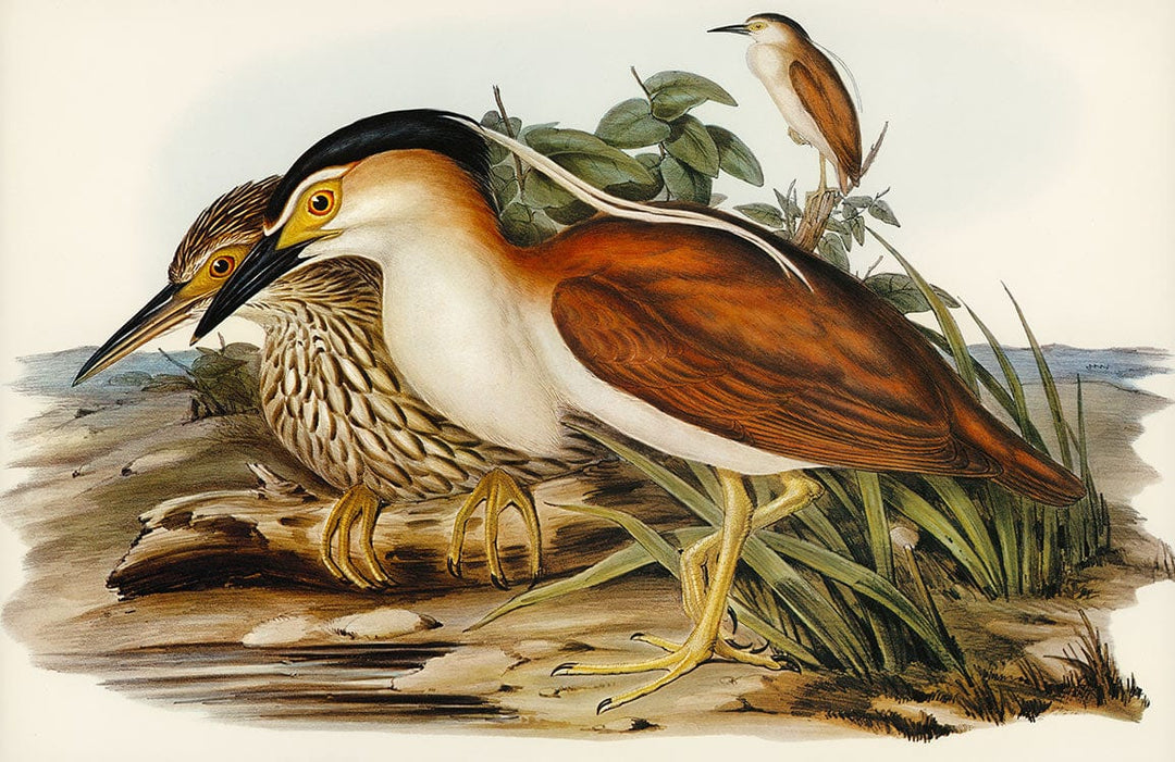 Vintage Bird Illustration Wallpaper: Earthy Tones Nature-Inspired Home Decor