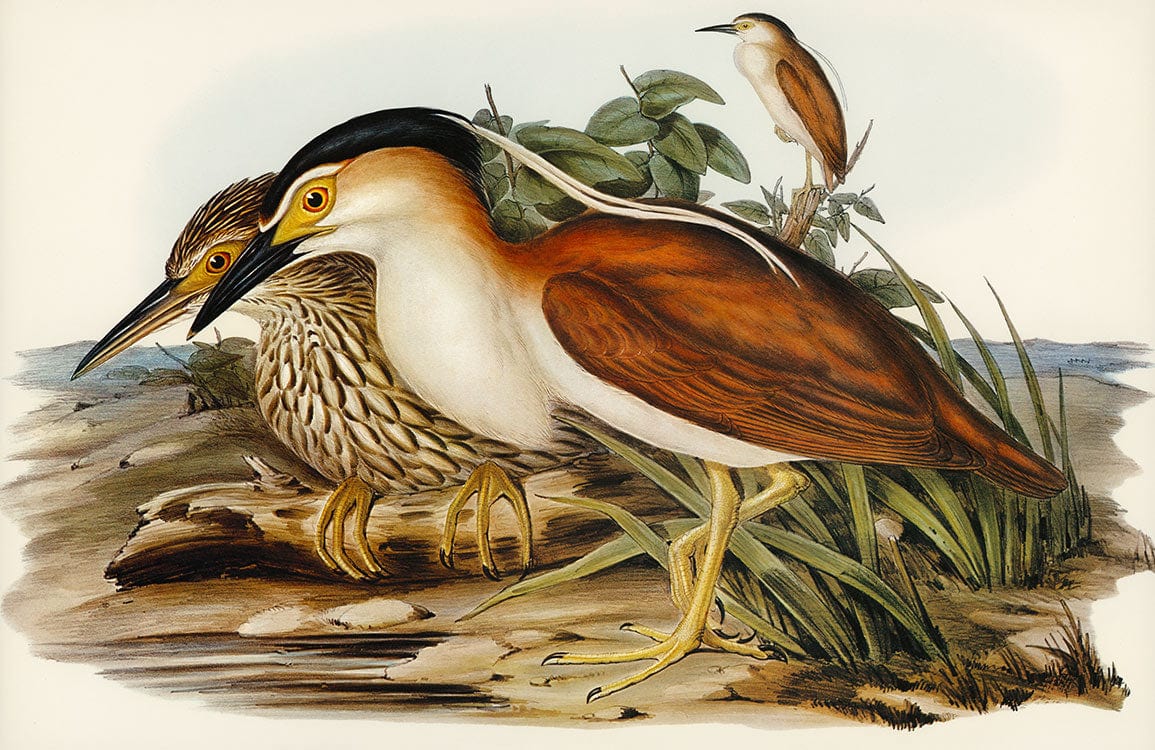 Vintage Bird Illustration Wallpaper: Earthy Tones Nature-Inspired Home Decor