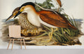 Nankeen Night Heron Wallpaper Mural