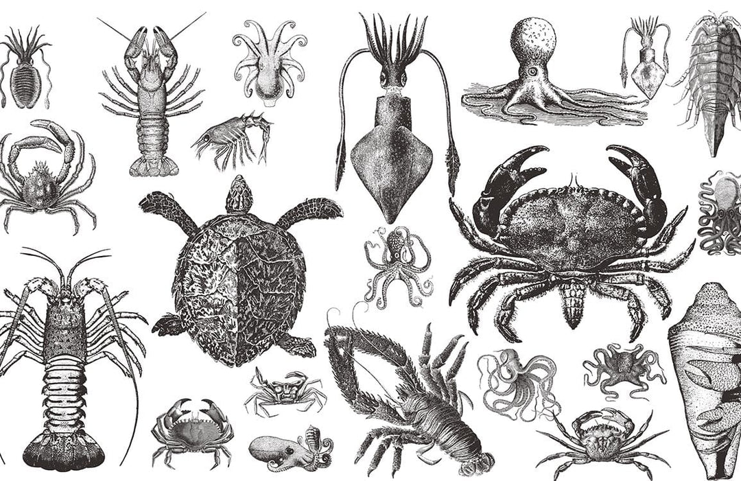 Vintage Marine Life Illustration Wallpaper - Monochrome Ocean Creatures Pattern Décor