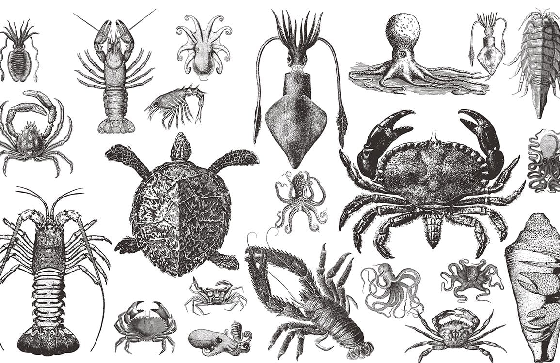 Vintage Marine Life Illustration Wallpaper - Monochrome Ocean Creatures Pattern Décor