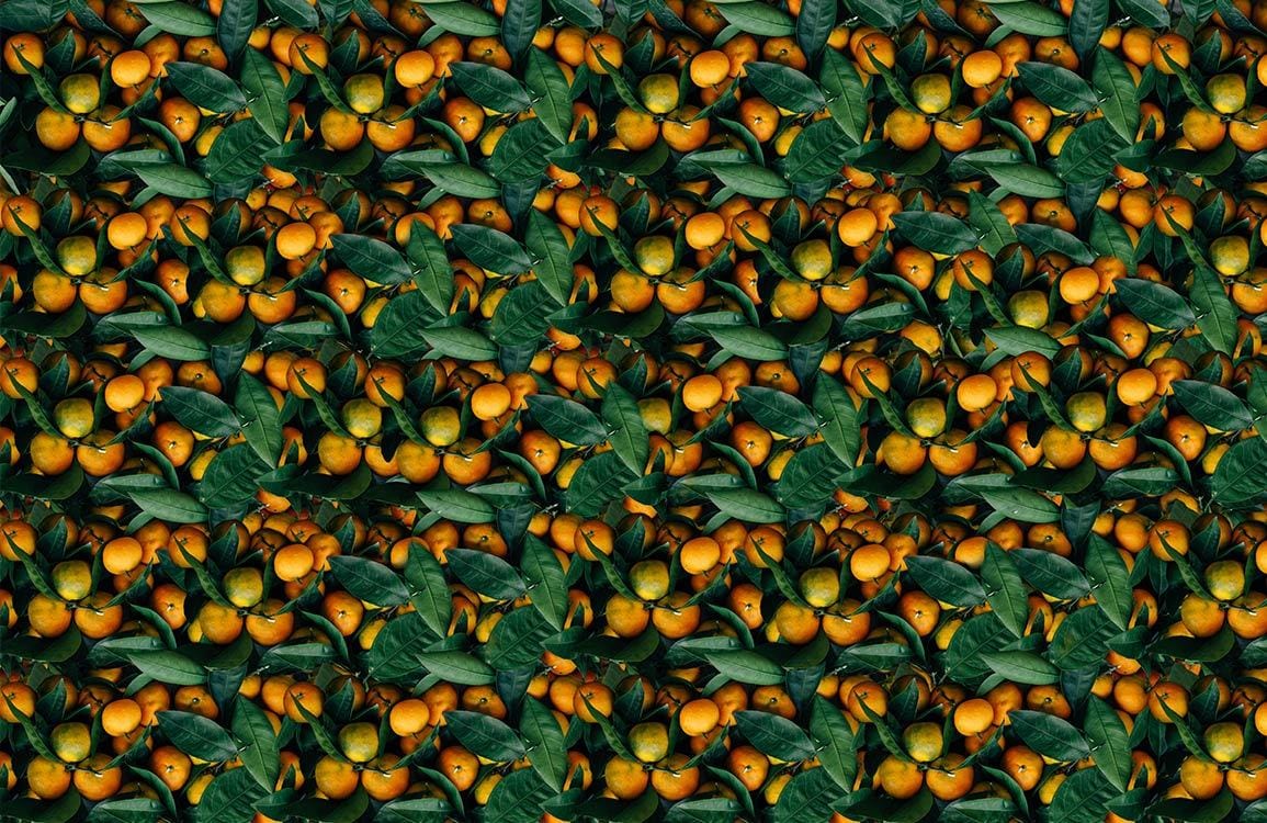 Orange & Leaf Wallpaper Mural